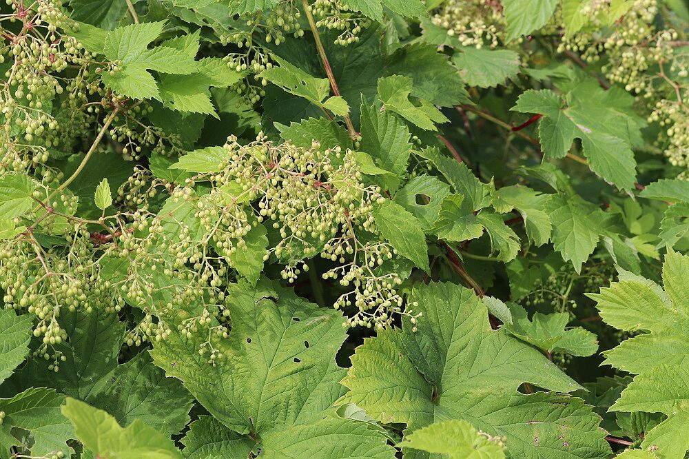 Echter Hopfen