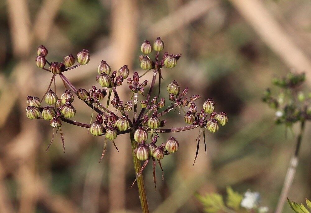 Aethusa cynapium