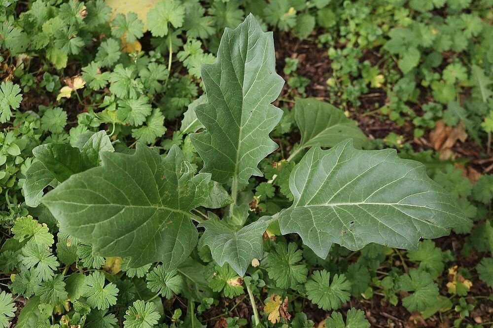 Schwarzes Bilsenkraut