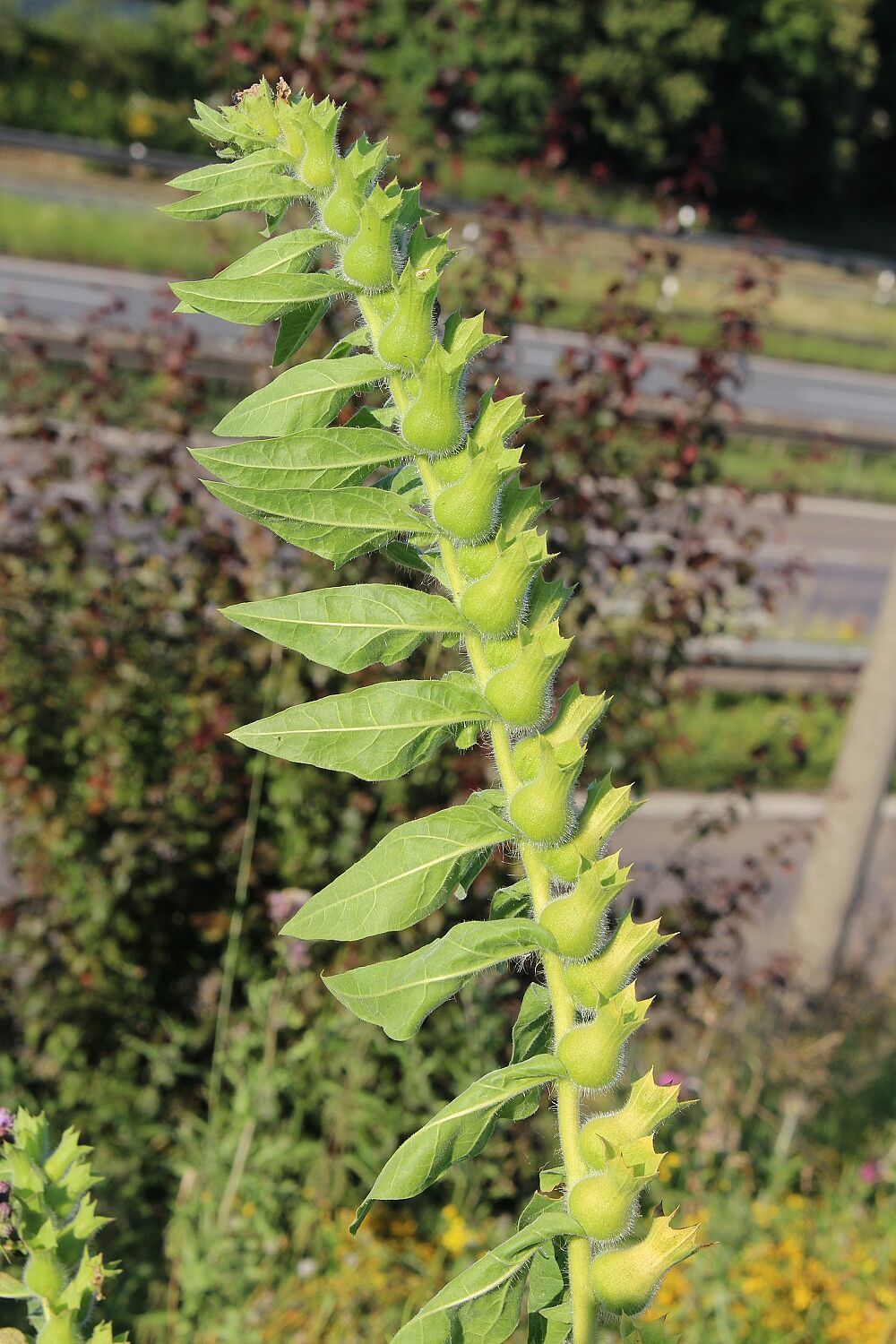 Schwarzes Bilsenkraut