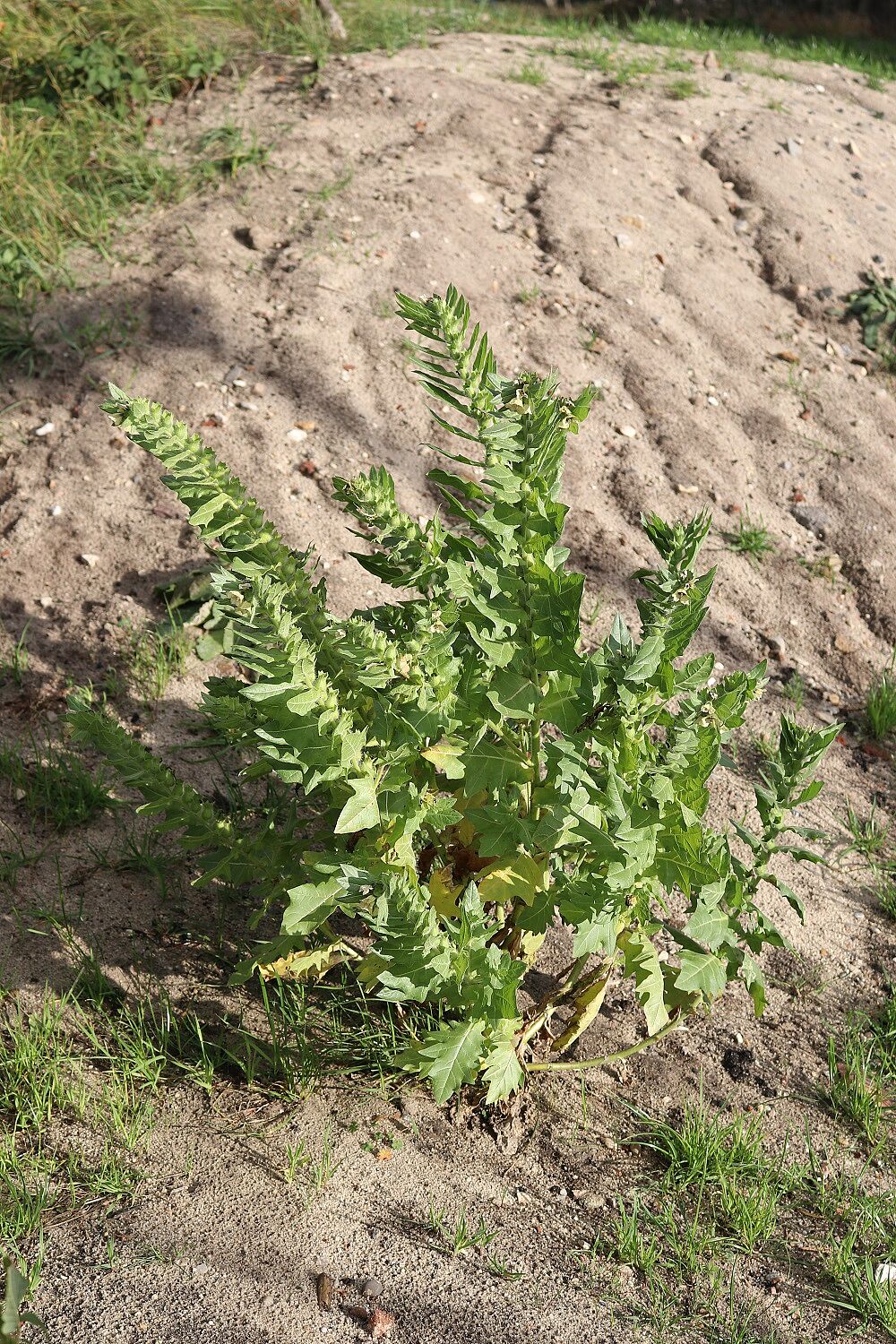 Schwarzes Bilsenkraut