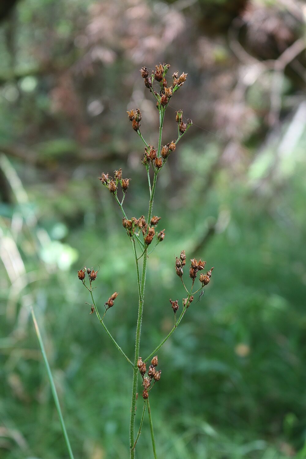 Behaartes Johanniskraut