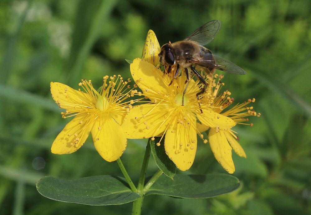 Geflecktes Johanniskraut (Blüte)