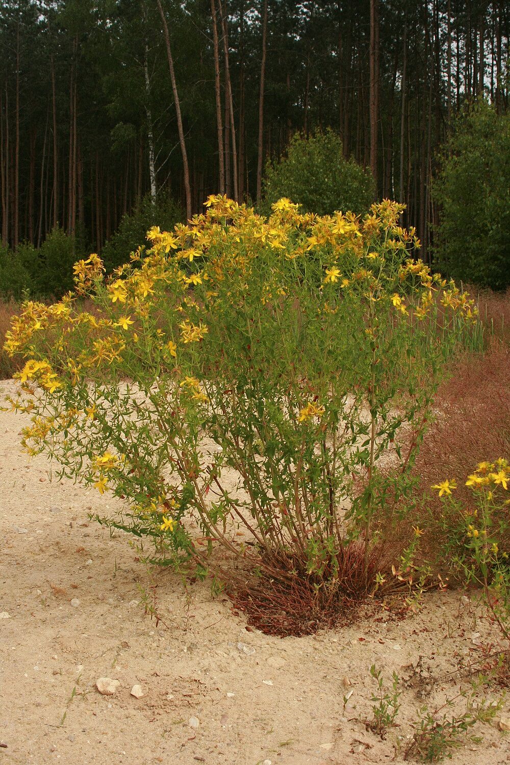 Tüpfel-Johanniskraut