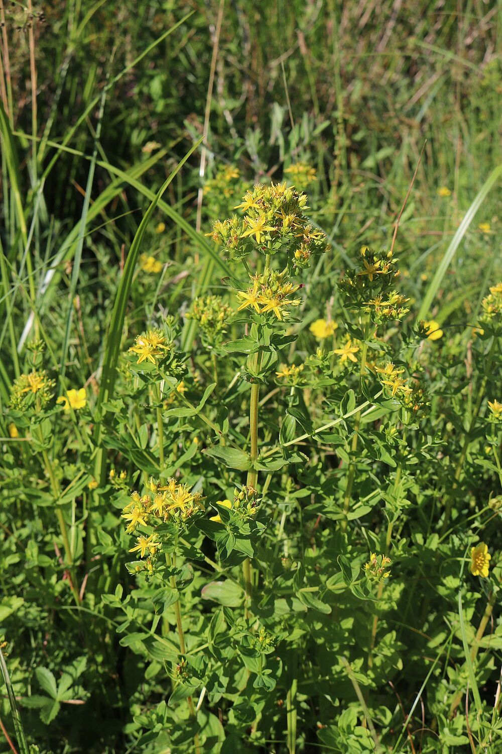 Geflügeltes Johanniskraut