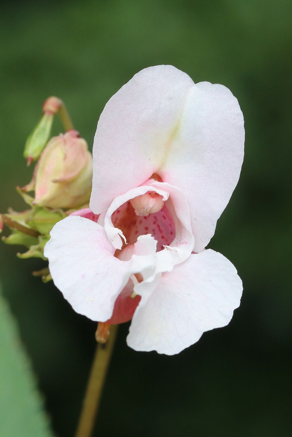 Indisches Springkraut