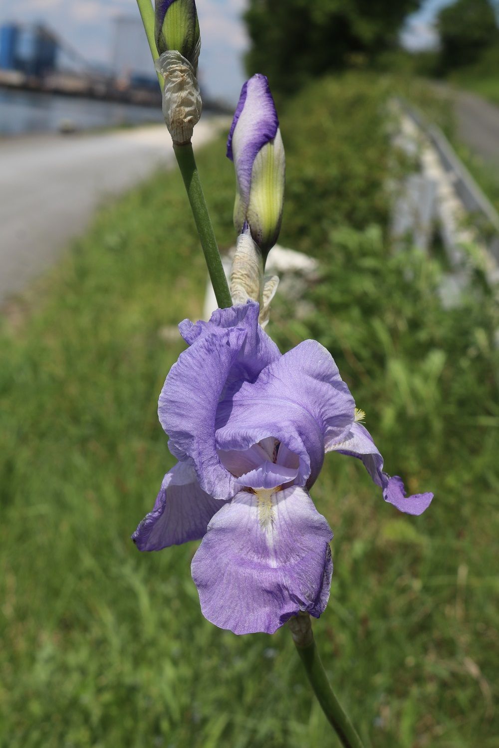 Bleiche Schwertlilie