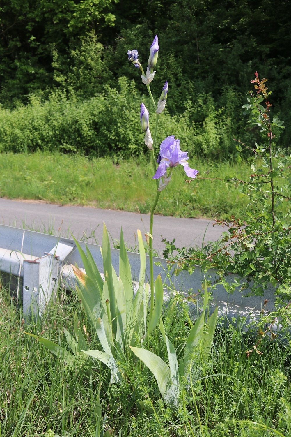 Bleiche Schwertlilie