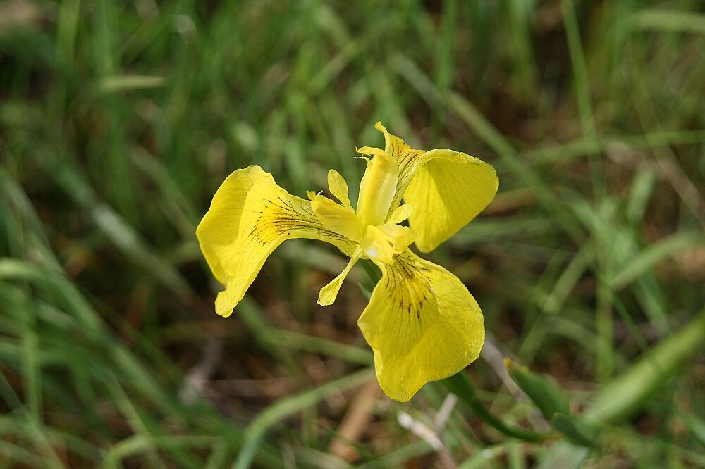 Gelbe Schwertlilie