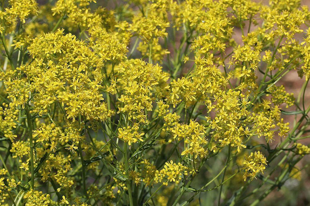 Färber-Waid
