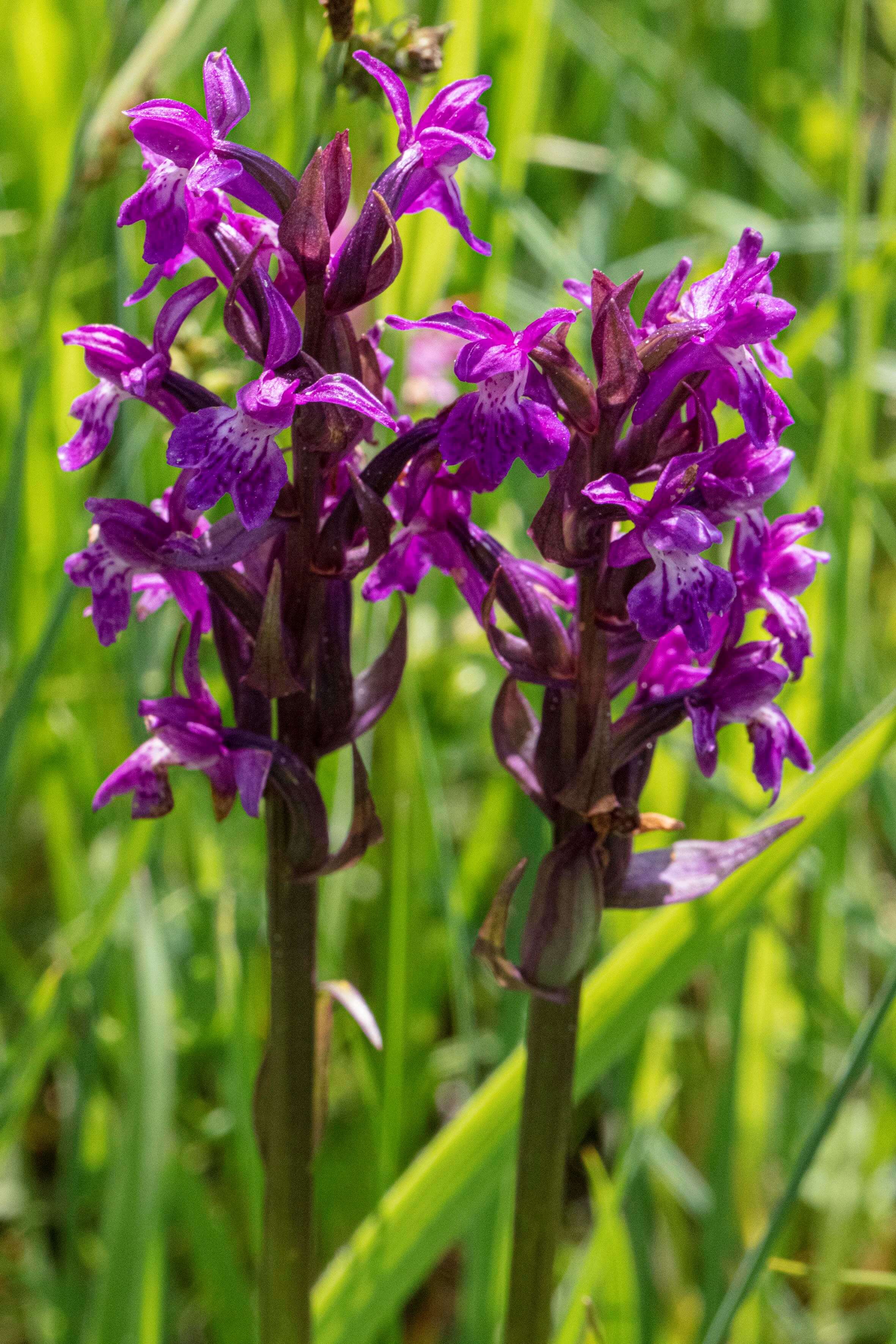 Geflecktes Knabenkraut 