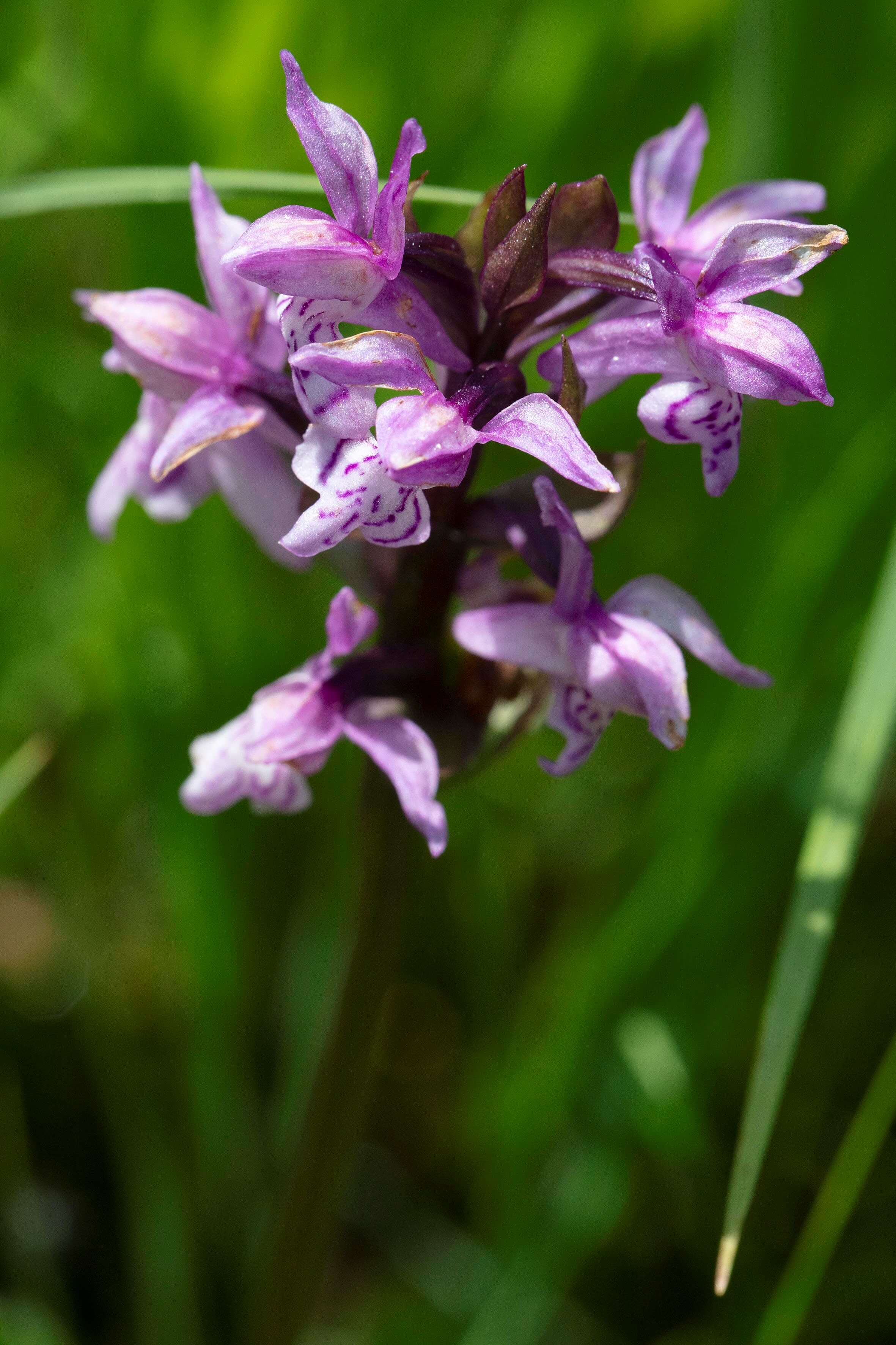 Geflecktes Knabenkraut 