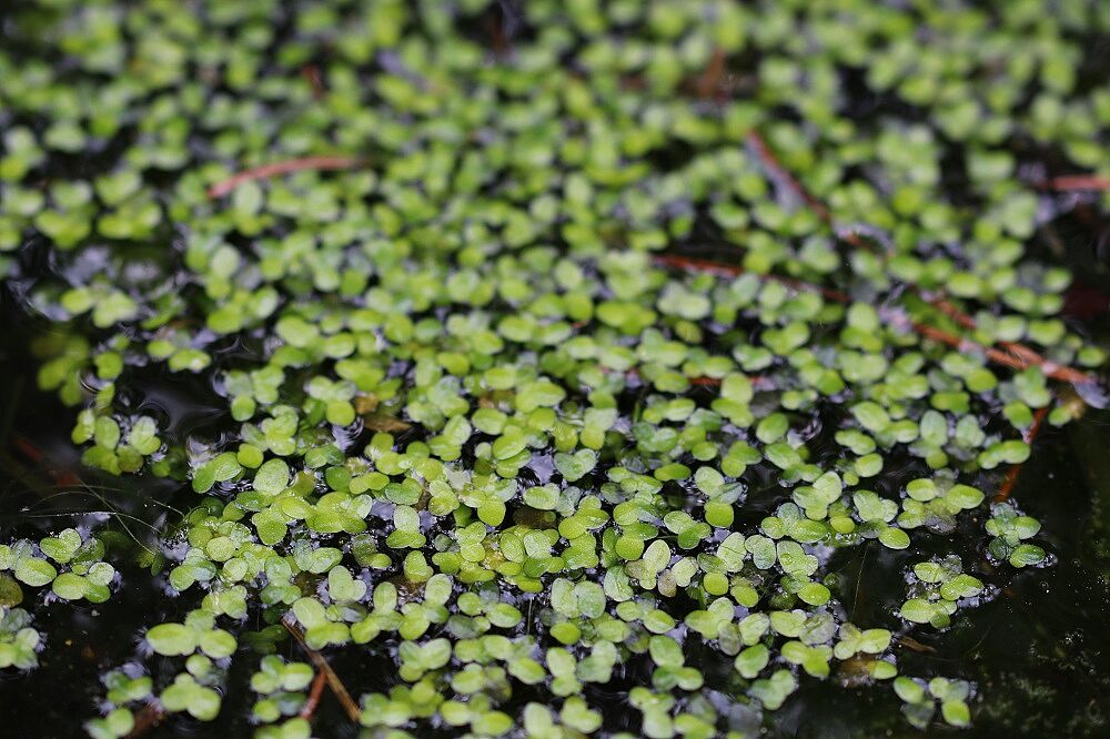 Kleine Wasserlinse