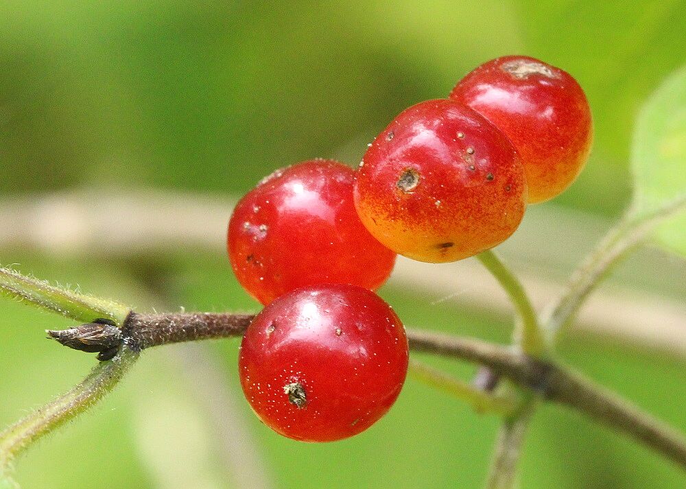 Lonicera xylosteum - Rote Heckenkirsche