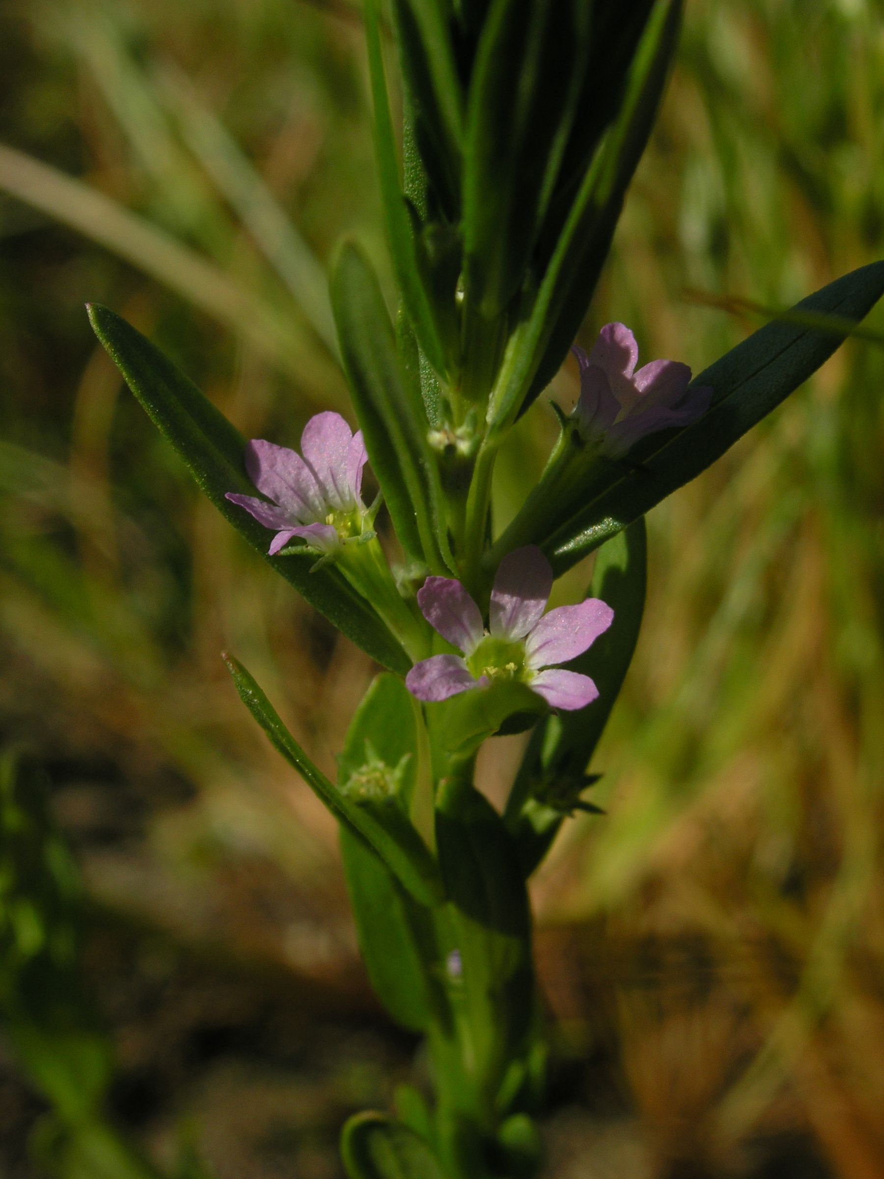 Lythrum hyssopifolia