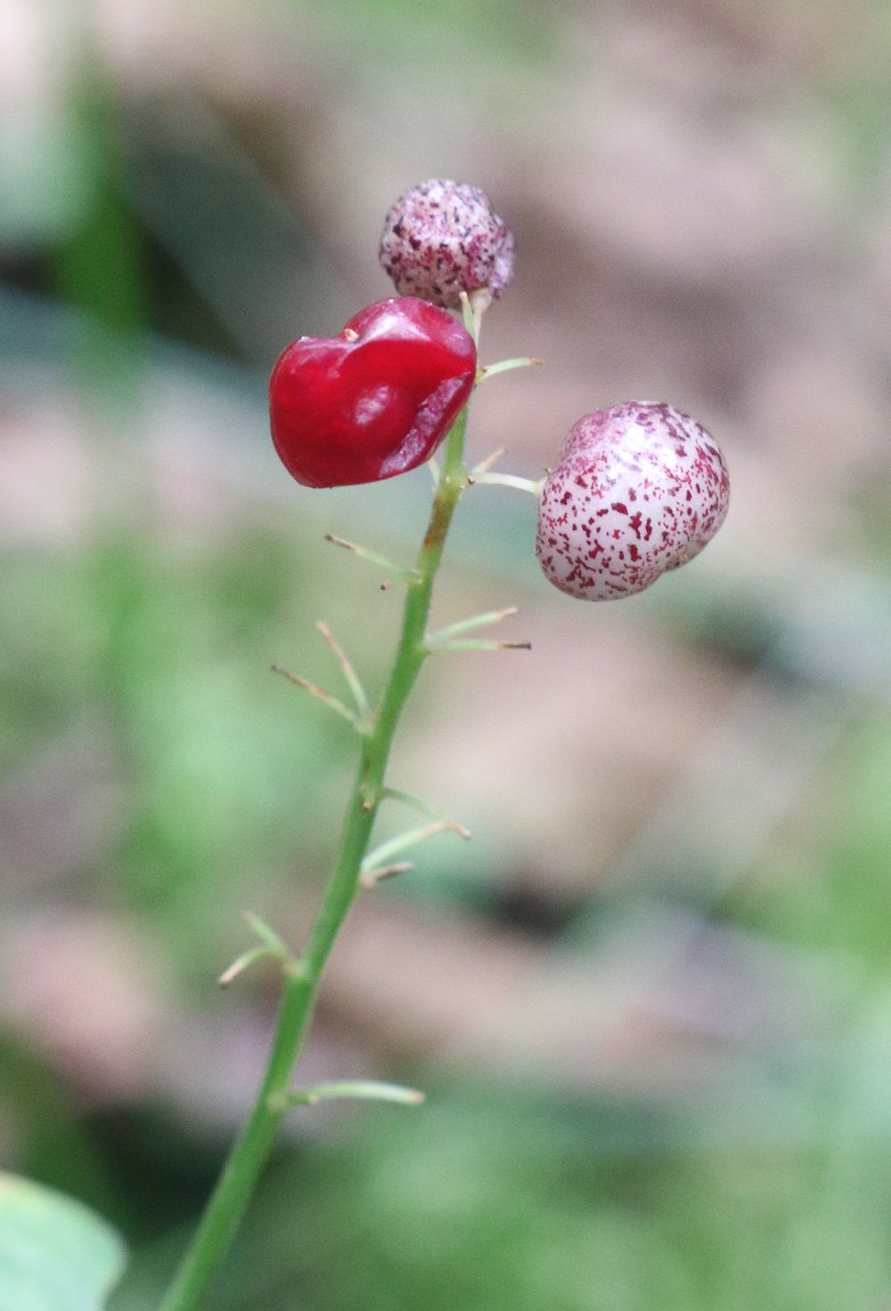 Zweiblättriges Schattenblümchen