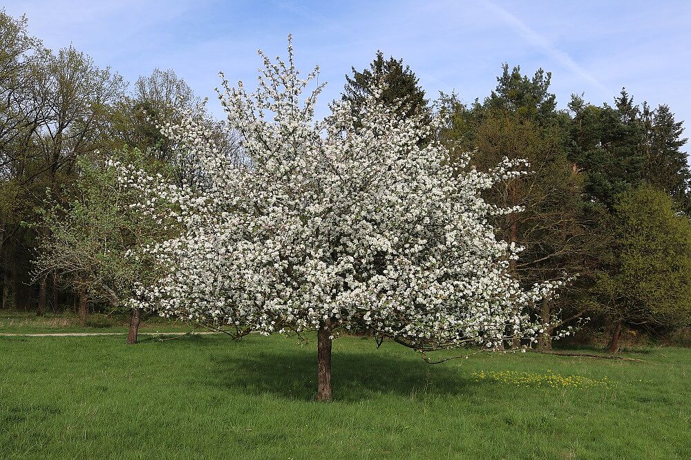 Kulturapfel (Habitus blühend)
