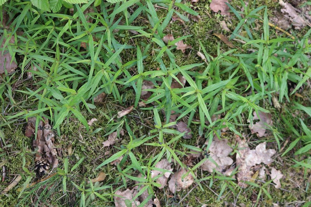 Wiesen-Wachtelweizen