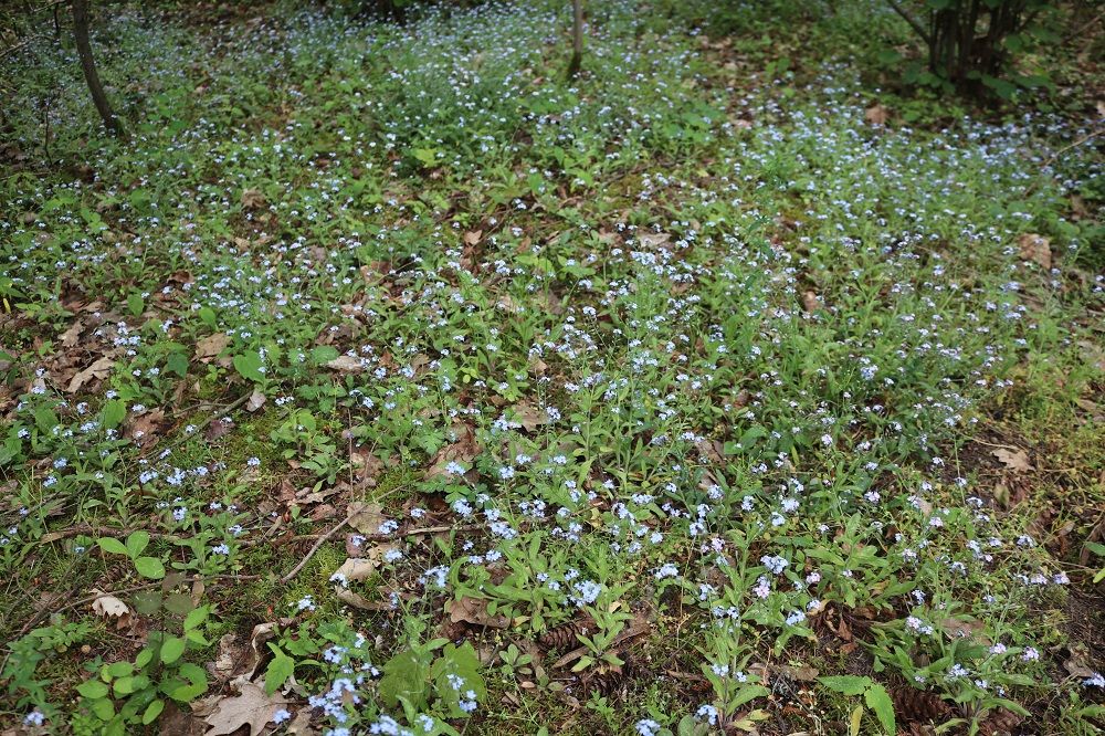 Wald-Vergissmeinnicht