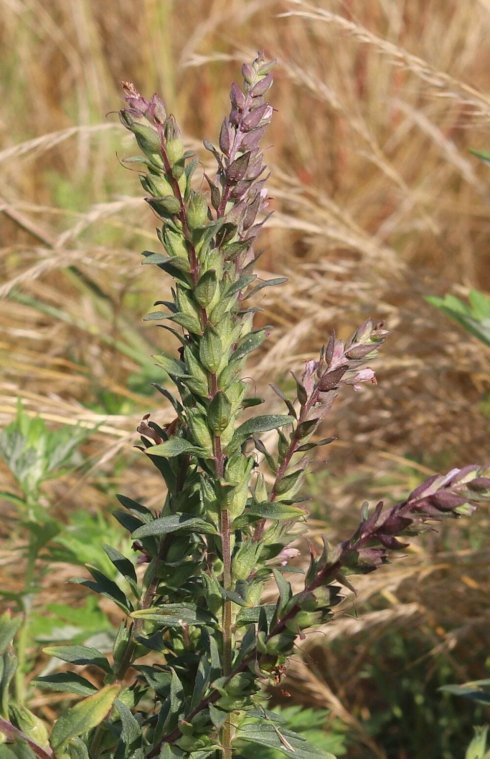 Odontites vulgaris - Roter Zahntrost Roter Zahntrost