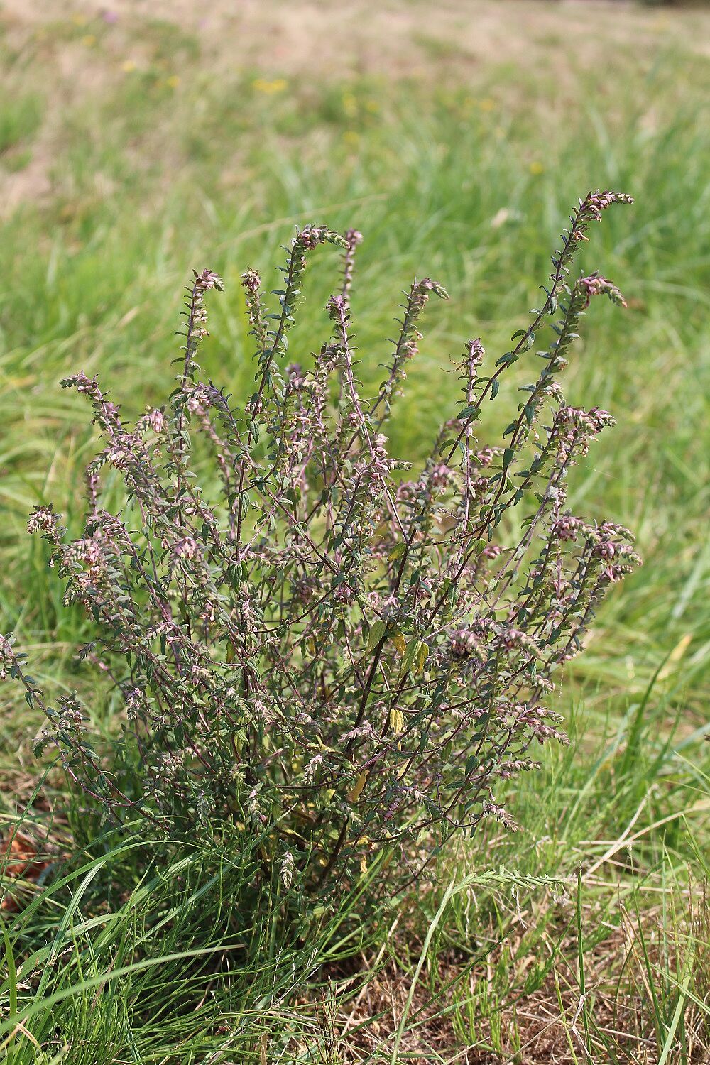 Odontites vulgaris - Roter Zahntrost Roter Zahntrost