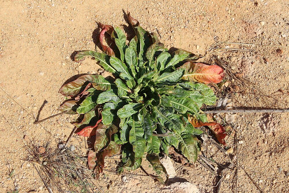 Oenothera biennis - Gemeine Nachtkerze Gemeine Nachtkerze