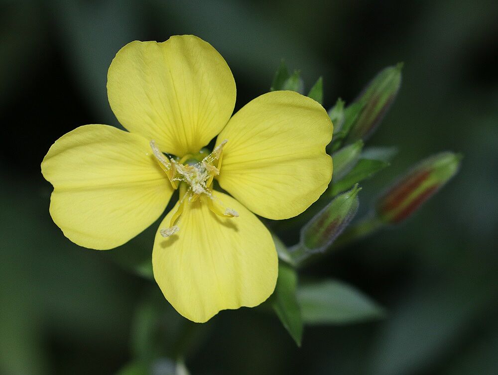 Oenothera glazoviana - Rotkelchige Nachtkerze Rotkelchige Nachtkerze