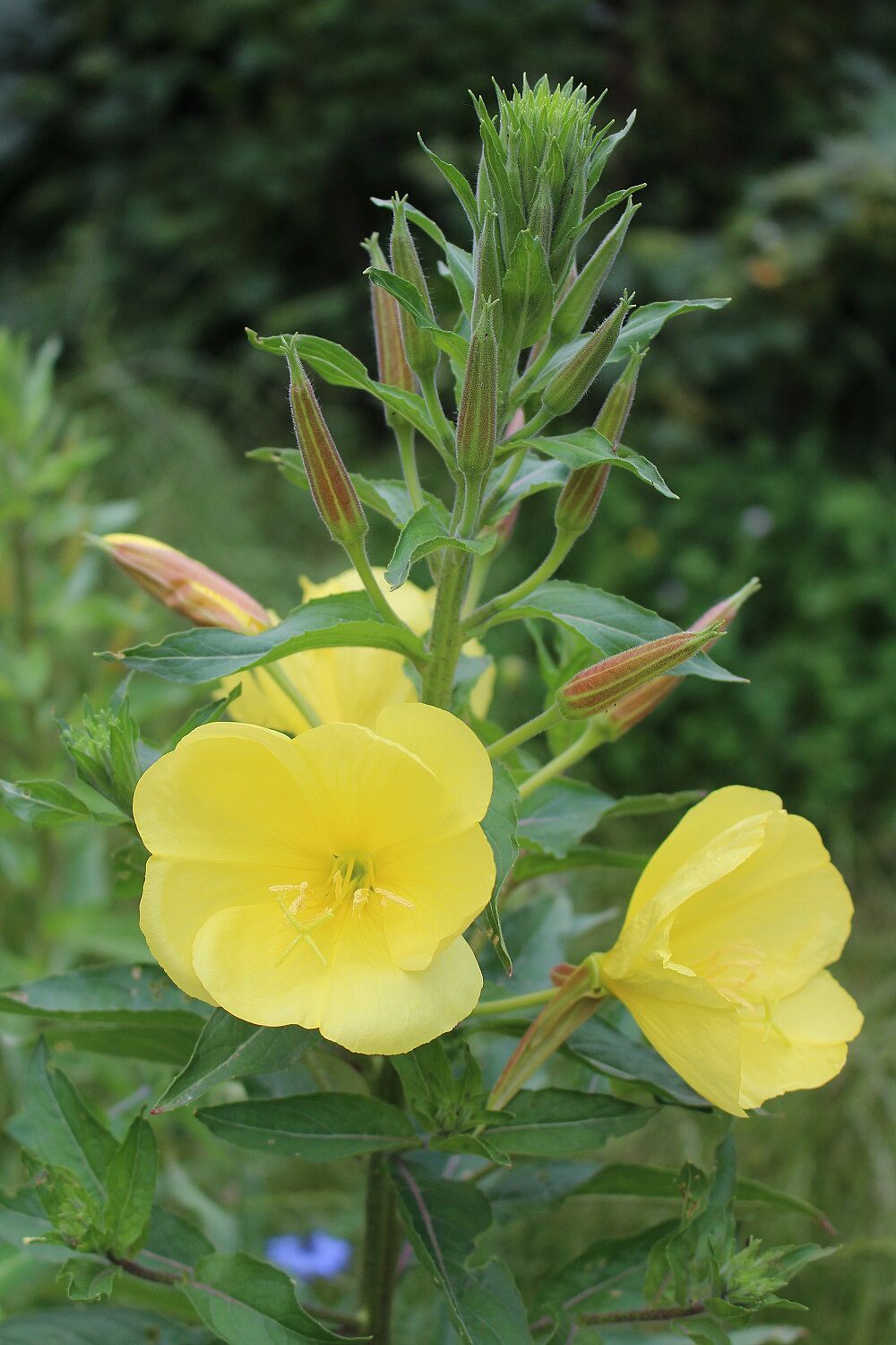 Oenothera glazoviana - Rotkelchige Nachtkerze Rotkelchige Nachtkerze