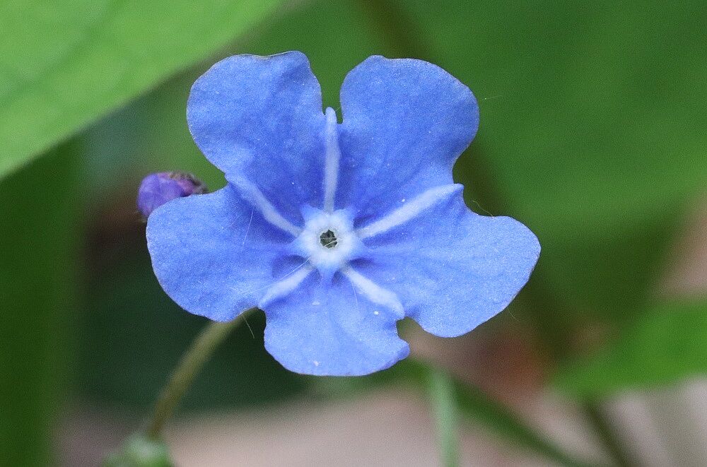 Omphalodes verna - Frühlings-Nabelnüsschen Frühlings-Nabelnüsschen