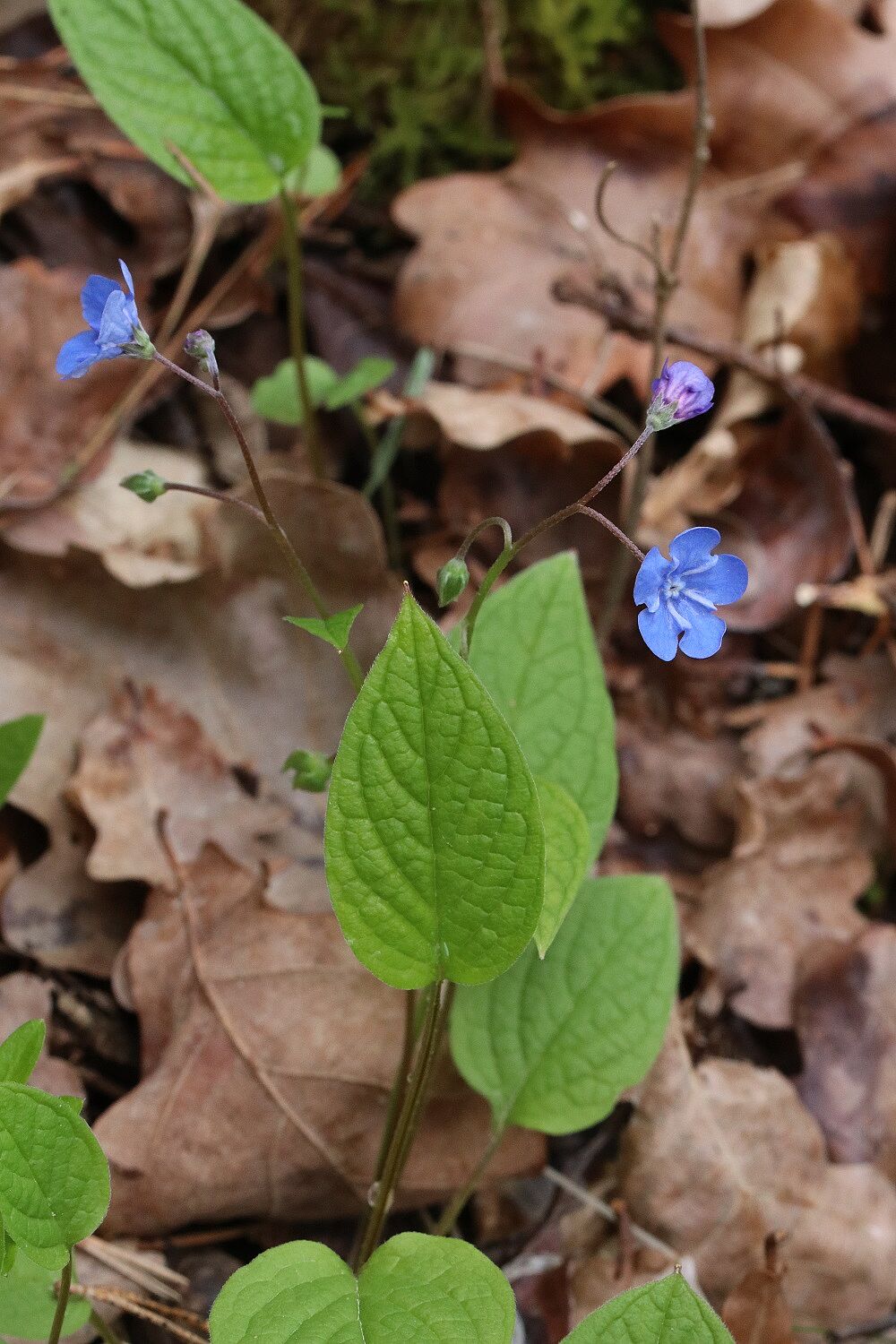 Omphalodes verna - Frühlings-Nabelnüsschen Frühlings-Nabelnüsschen