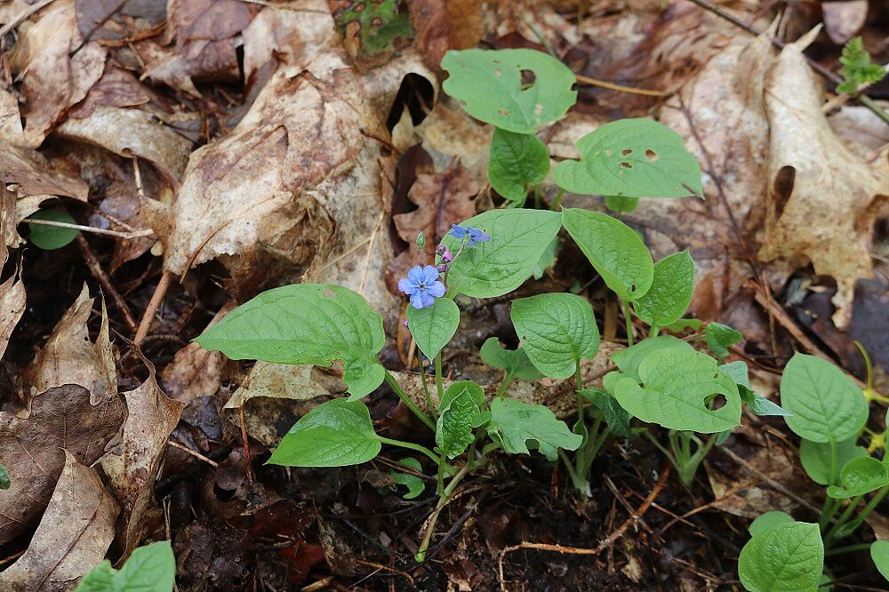Omphalodes verna - Frühlings-Nabelnüsschen Frühlings-Nabelnüsschen (Habitus)