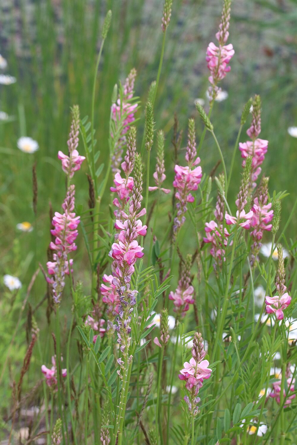 Onobrychis viciifolia - Futteresparsette Futteresparsette
