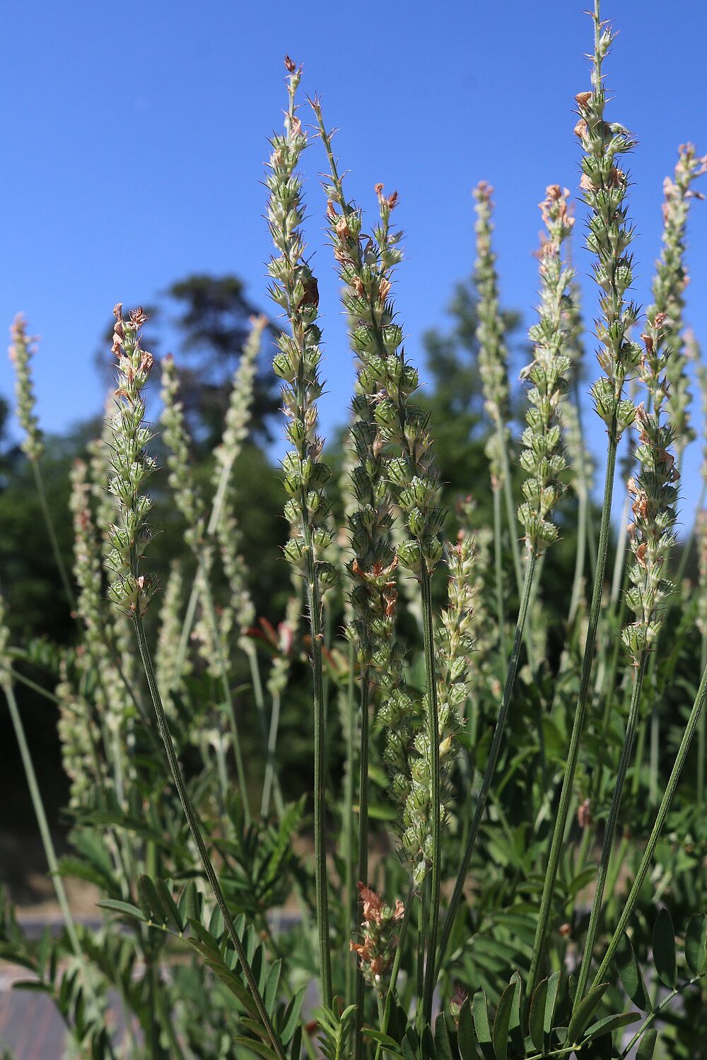 Onobrychis viciifolia - Futteresparsette Futteresparsette