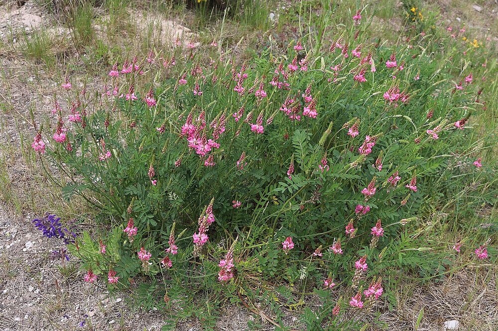 Onobrychis viciifolia - Futteresparsette Futteresparsette