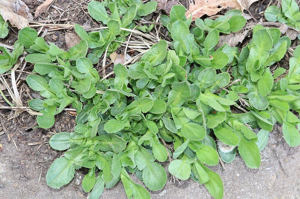 Ononis repens - Kriechende Hauhechel Kriechende Hauhechel