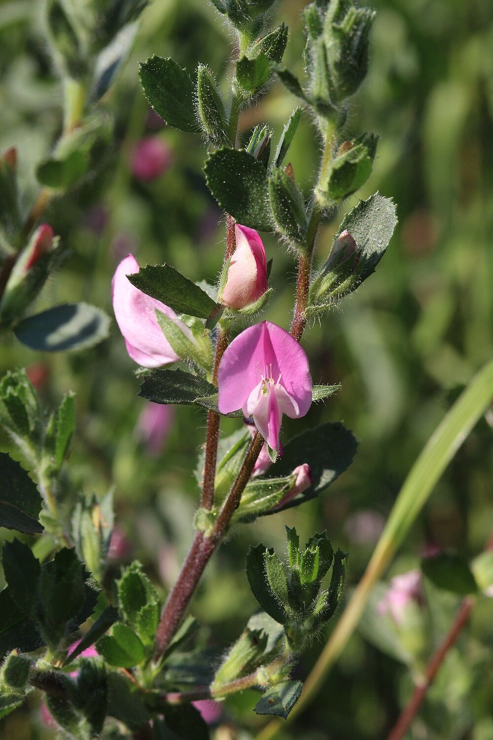 Ononis repens - Kriechende Hauhechel Kriechende Hauhechel