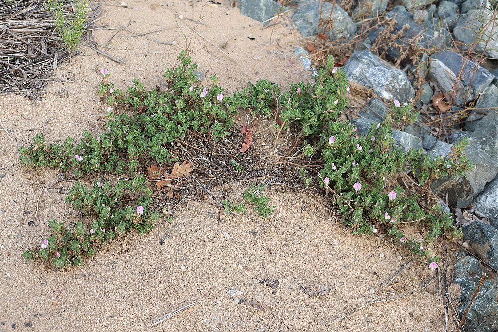 Ononis repens - Kriechende Hauhechel Kriechende Hauhechel