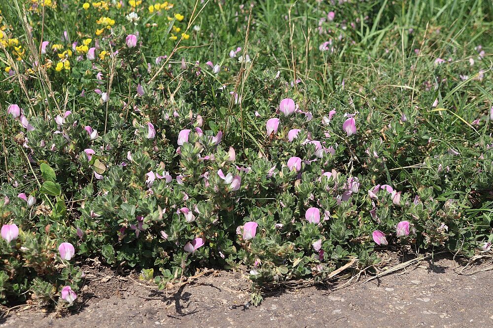 Ononis repens - Kriechende Hauhechel Kriechende Hauhechel