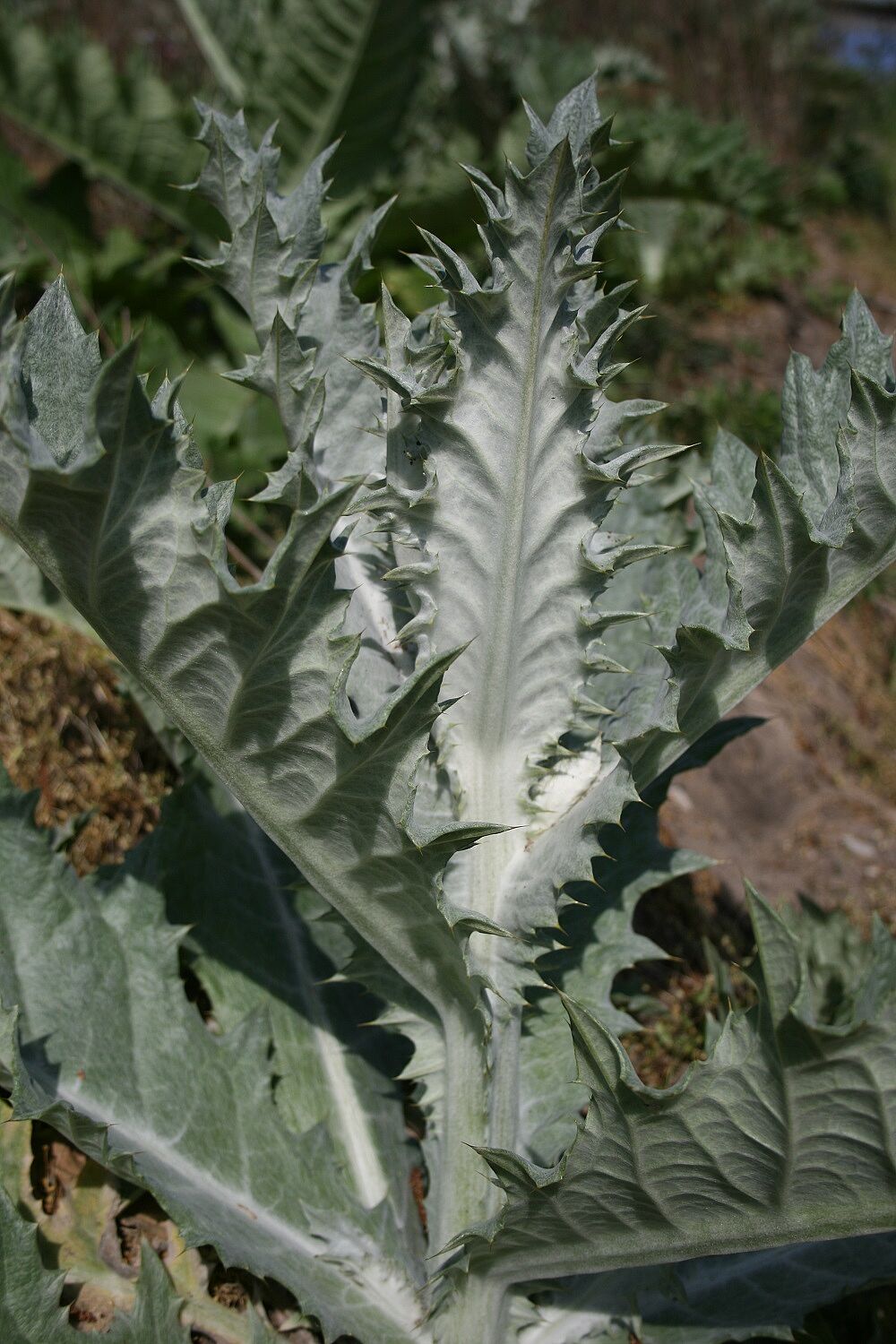 Onopordum acanthium - Gemeine Eselsdistel Gemeine Eselsdistel