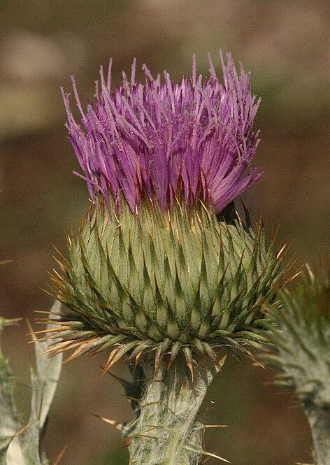 Onopordum acanthium - Gemeine Eselsdistel Gemeine Eselsdistel