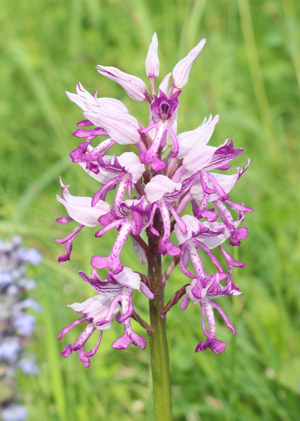 Orchis militaris - Helm-Knabenkraut Helm-Knabenkraut