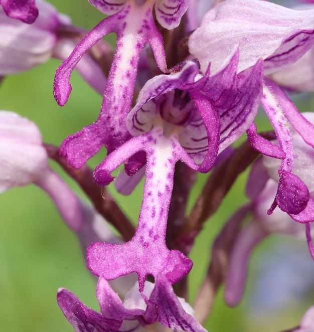Orchis militaris - Helm-Knabenkraut Helm-Knabenkraut