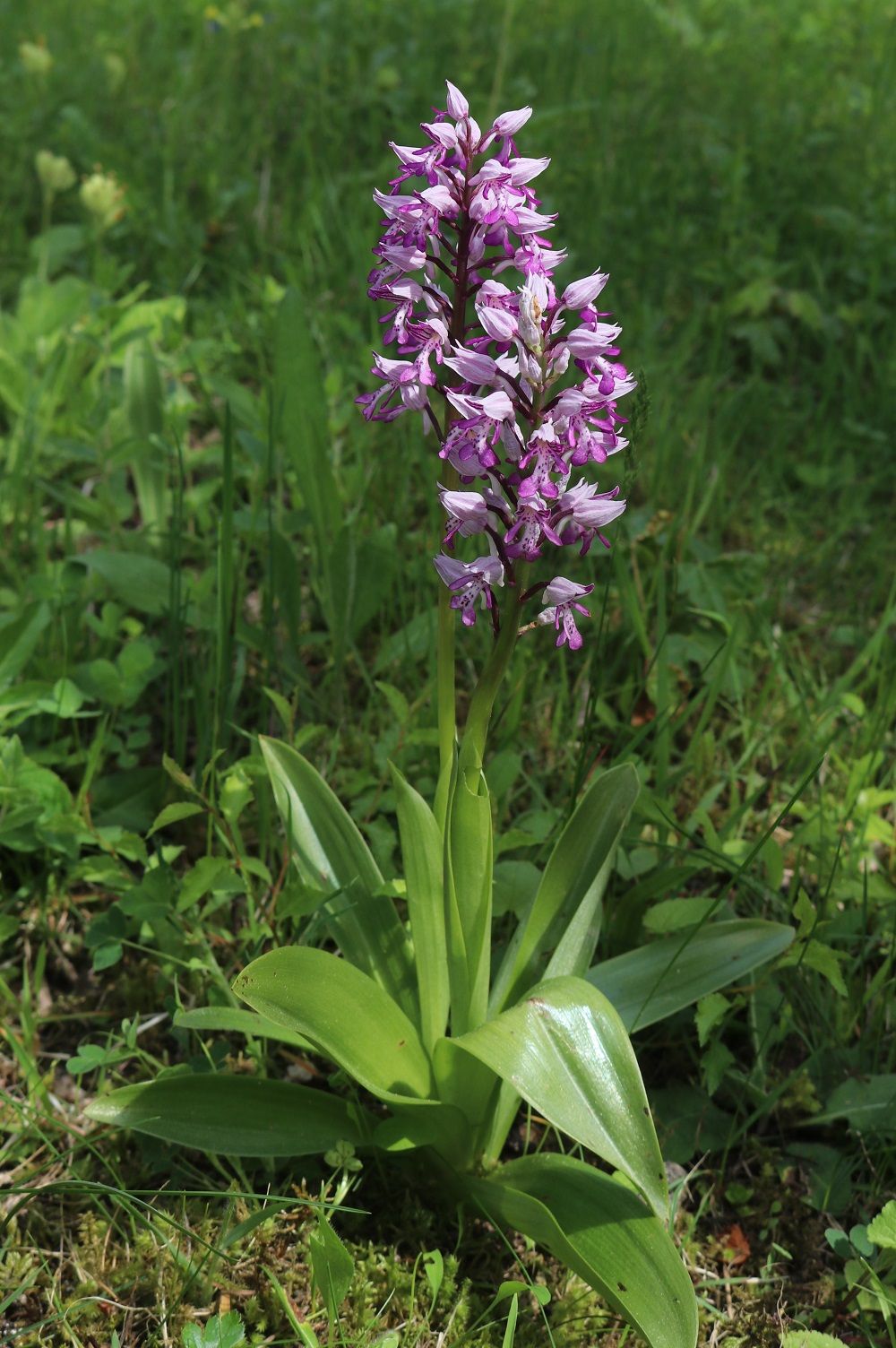 Orchis militaris - Helm-Knabenkraut Helm-Knabenkraut