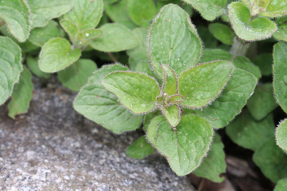 Origanum vulgare - Gewöhnlicher Dost Gewöhnlicher Dost