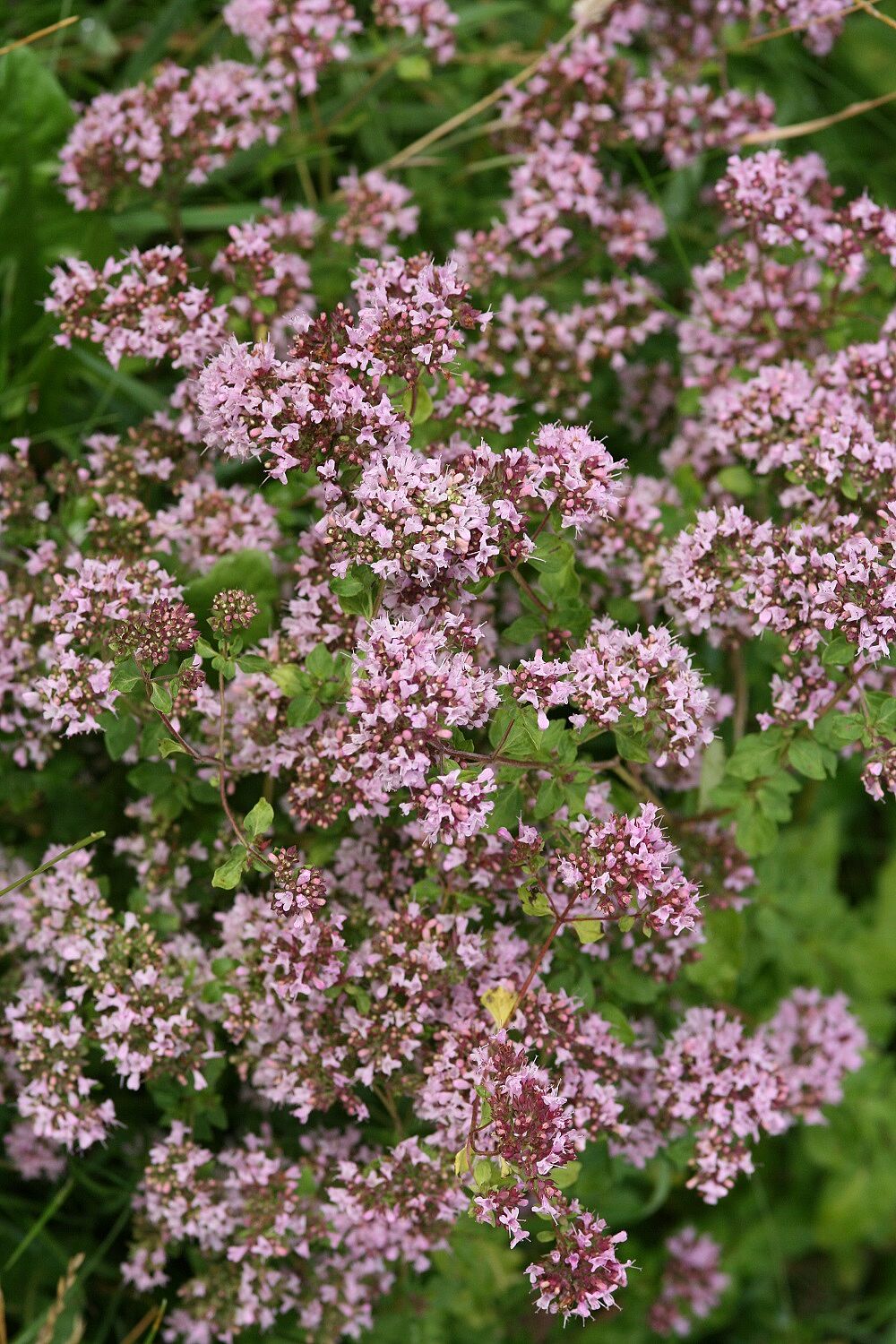 Origanum vulgare - Gewöhnlicher Dost Gewöhnlicher Dost