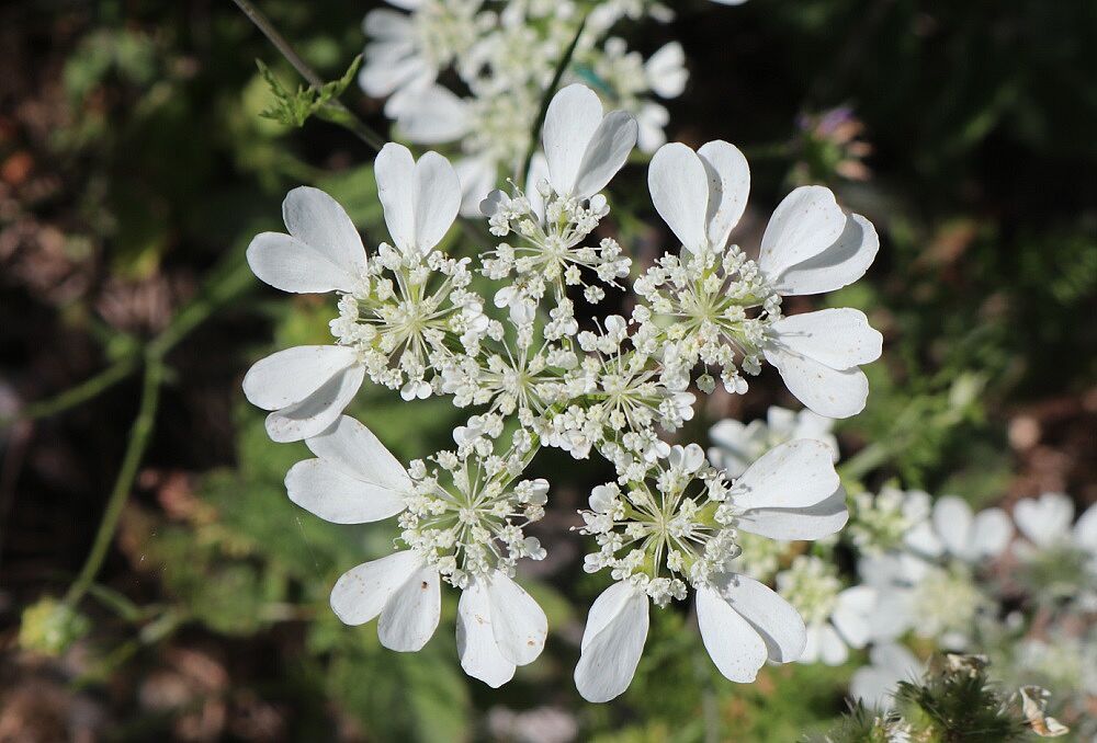 Orlaya grandiflora - Strahlen-Breitsame Strahlen-Breitsame