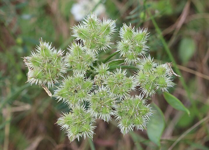 Orlaya grandiflora - Strahlen-Breitsame Strahlen-Breitsame