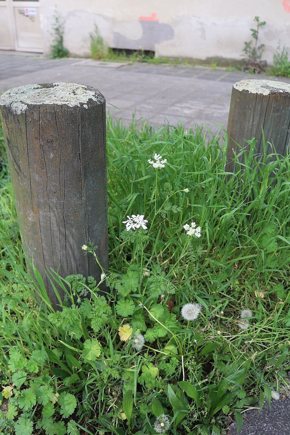 Orlaya grandiflora - Strahlen-Breitsame Strahlen-Breitsame