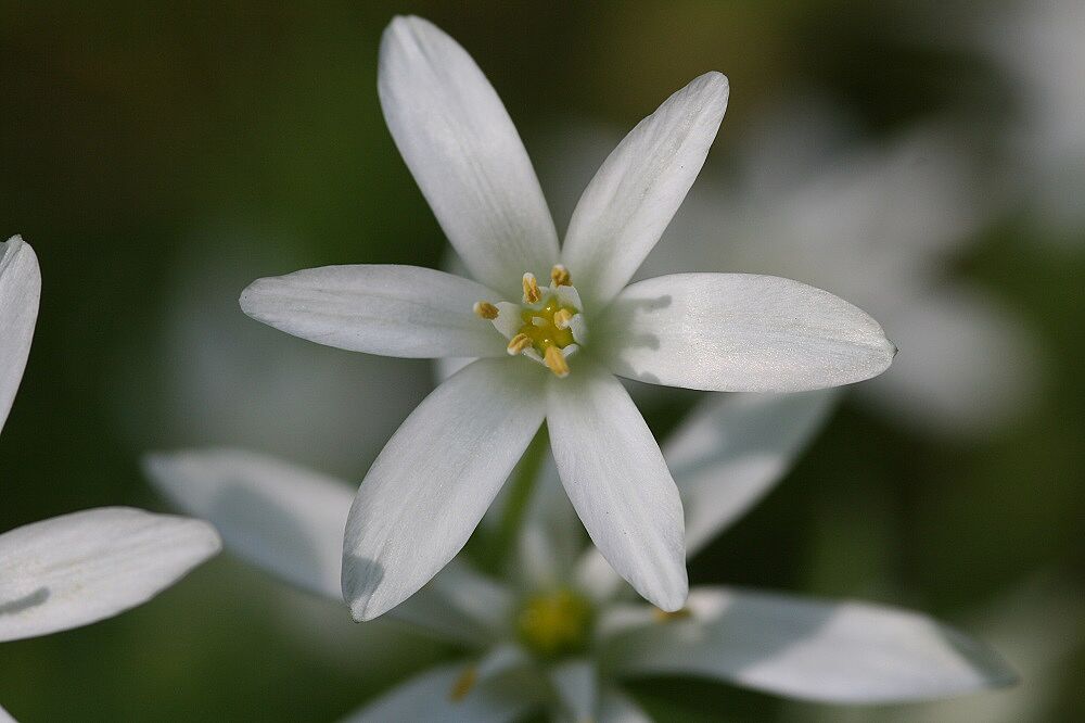 Ornithogalum umbellatum - Dolden-Milchstern Dolden-Milchstern