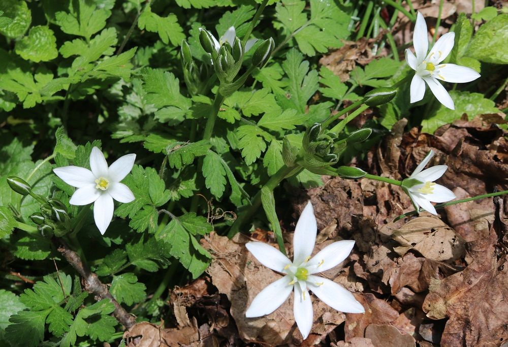 Ornithogalum umbellatum - Dolden-Milchstern Dolden-Milchstern